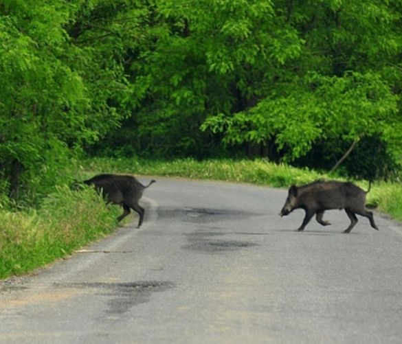08052017 cinghiale strada