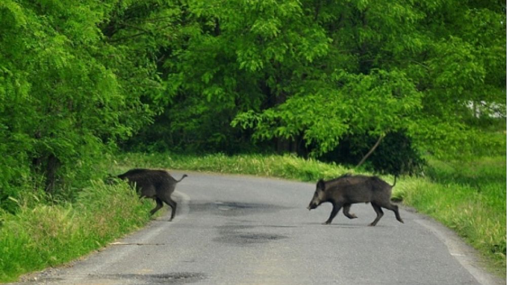08052017 cinghiale strada