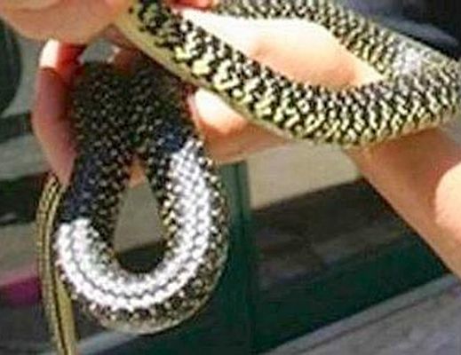 08062014 serpente in auto