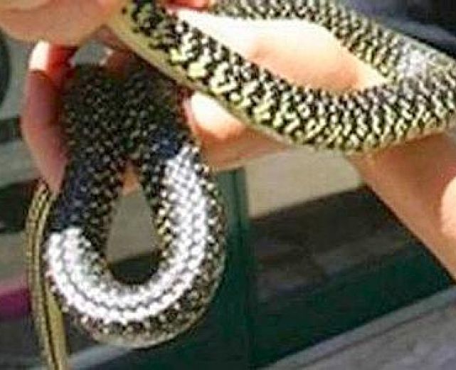 08062014 serpente in auto