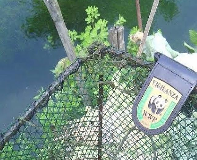 08062015 controlli wwf rete