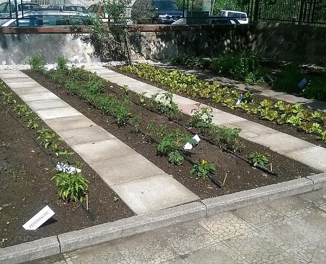 08062015 orto a scuola