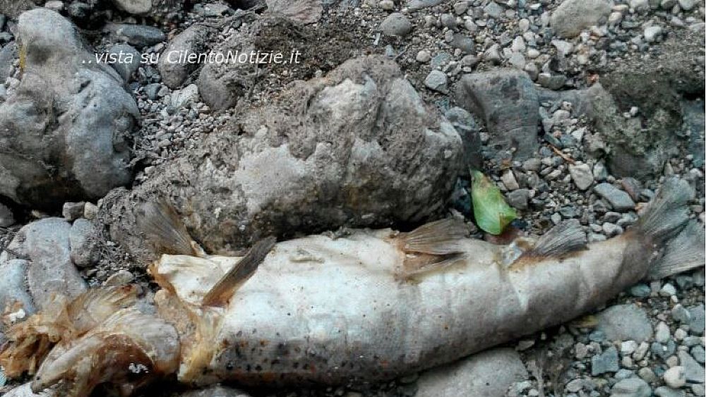 08062017 IMG 20170604 WA0000