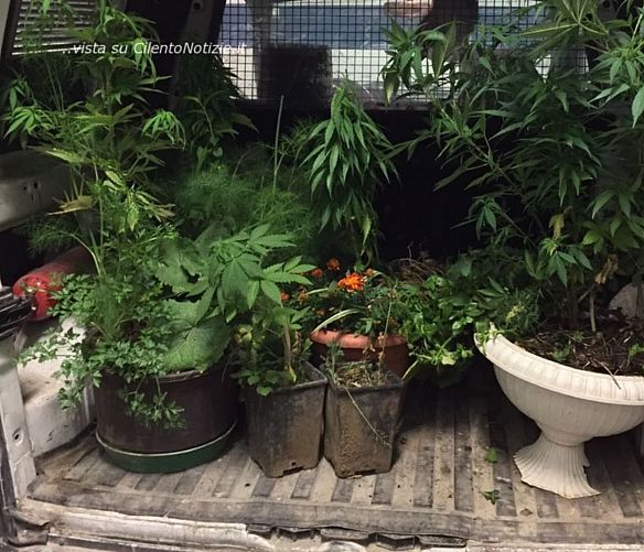 08062017 sequestro marijuana