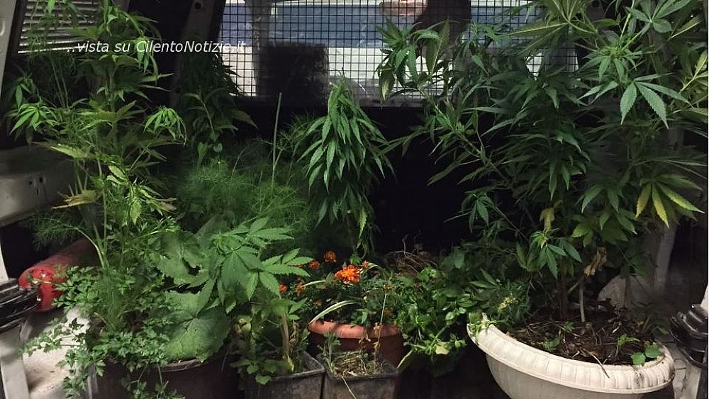 08062017 sequestro marijuana