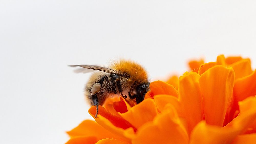 08062018 ape selvatica