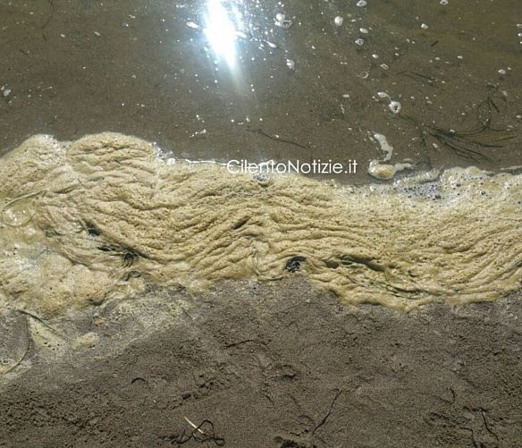 08082017 schima gialla capaccio mare paestum
