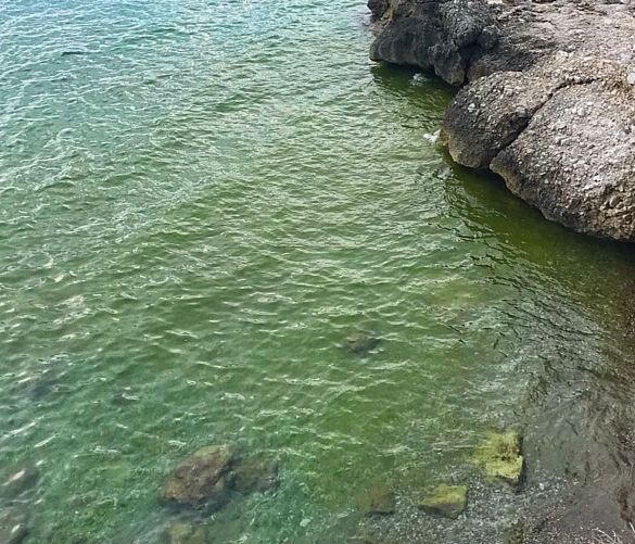 08082018 calanca fioritura alghe