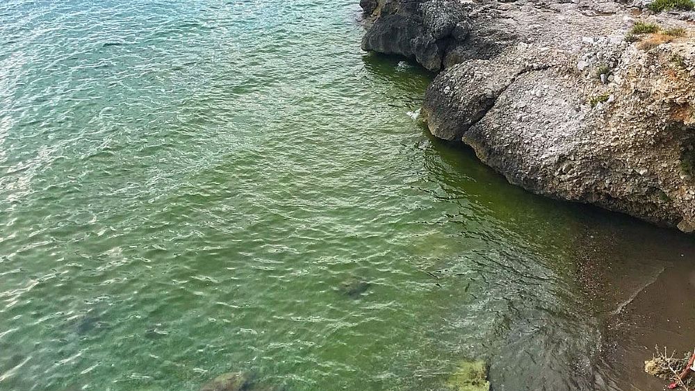 08082018 calanca fioritura alghe 08082018 calanca fioritura alghe