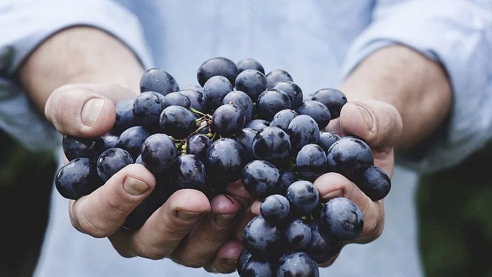 08092020 uva per vendemmia