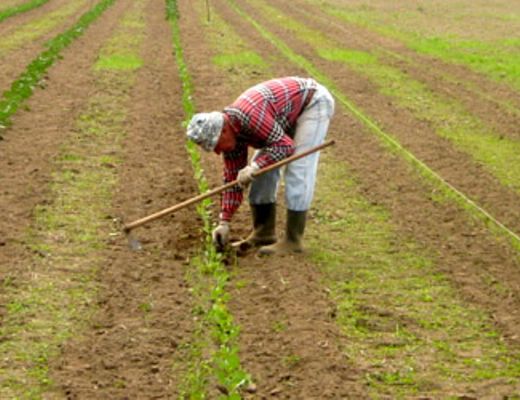 08112013 agricoltura terra