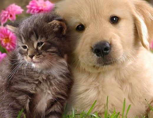 08122015 cani e gatti