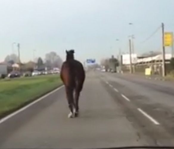 09012018 cavallo in strada