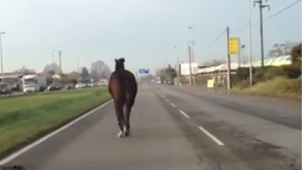 09012018 cavallo in strada