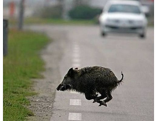 09022016 cinghiale su strada