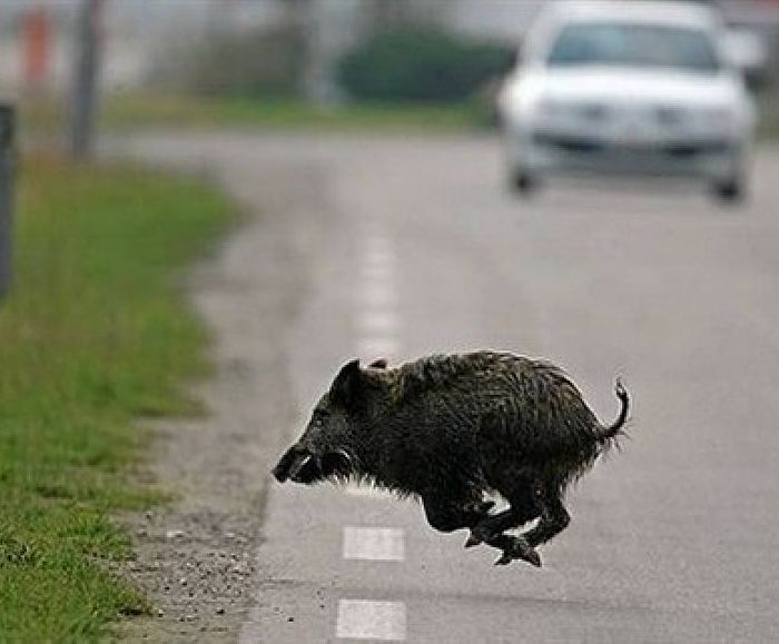 09022016 cinghiale su strada