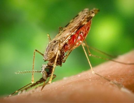 09022016 zika
