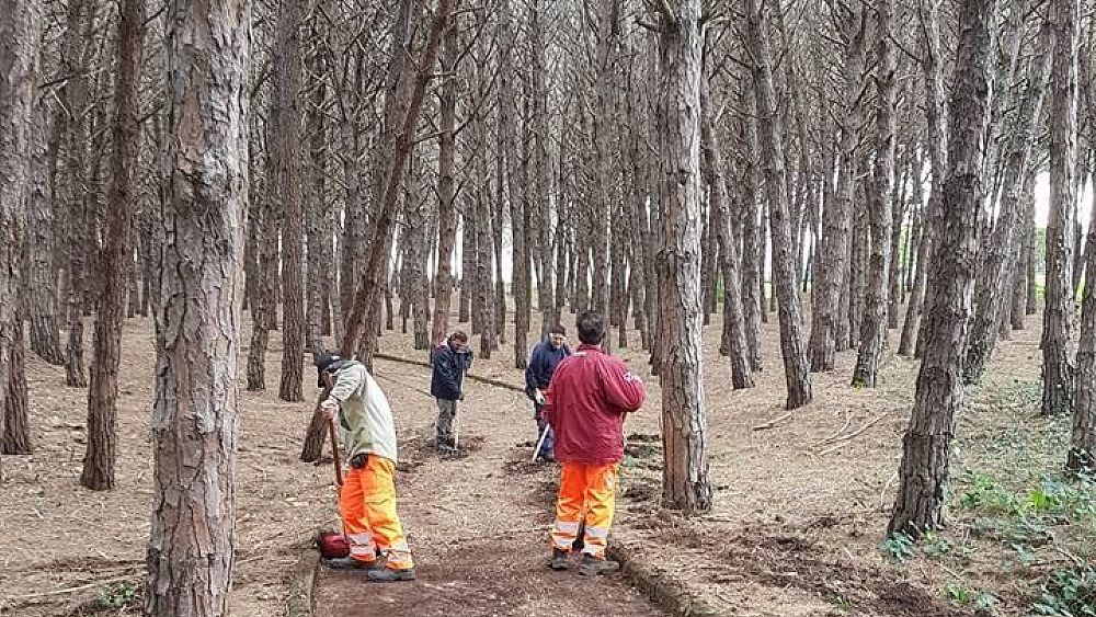 09022017 pulizia pineta 2