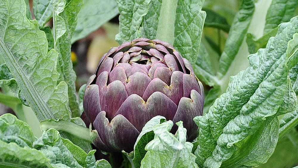 09022019 Carciogo igp