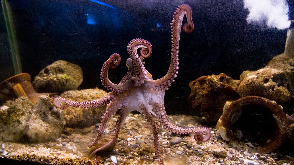 09022023 museo del mare pioppi