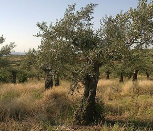 09032016 Xylella fastidiosa