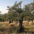Economia foto - 09032016 Xylella fastidiosa