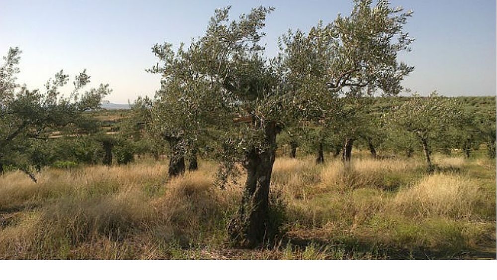 09032016 Xylella fastidiosa