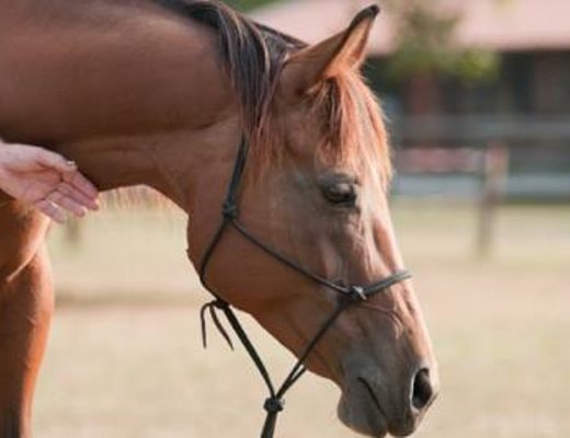 09042013 manifestazione equestre