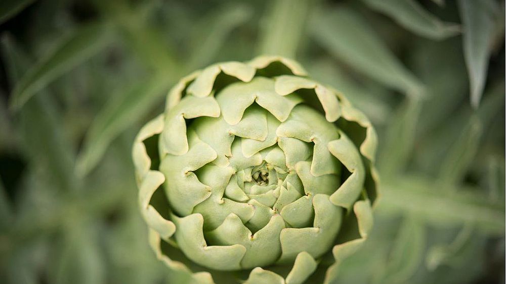 09042020 bianco tanagro auletta