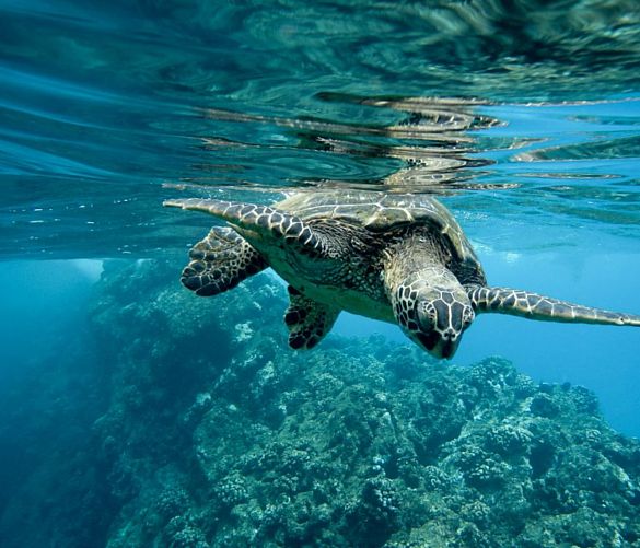 09042024 tartaruga caretta caretta