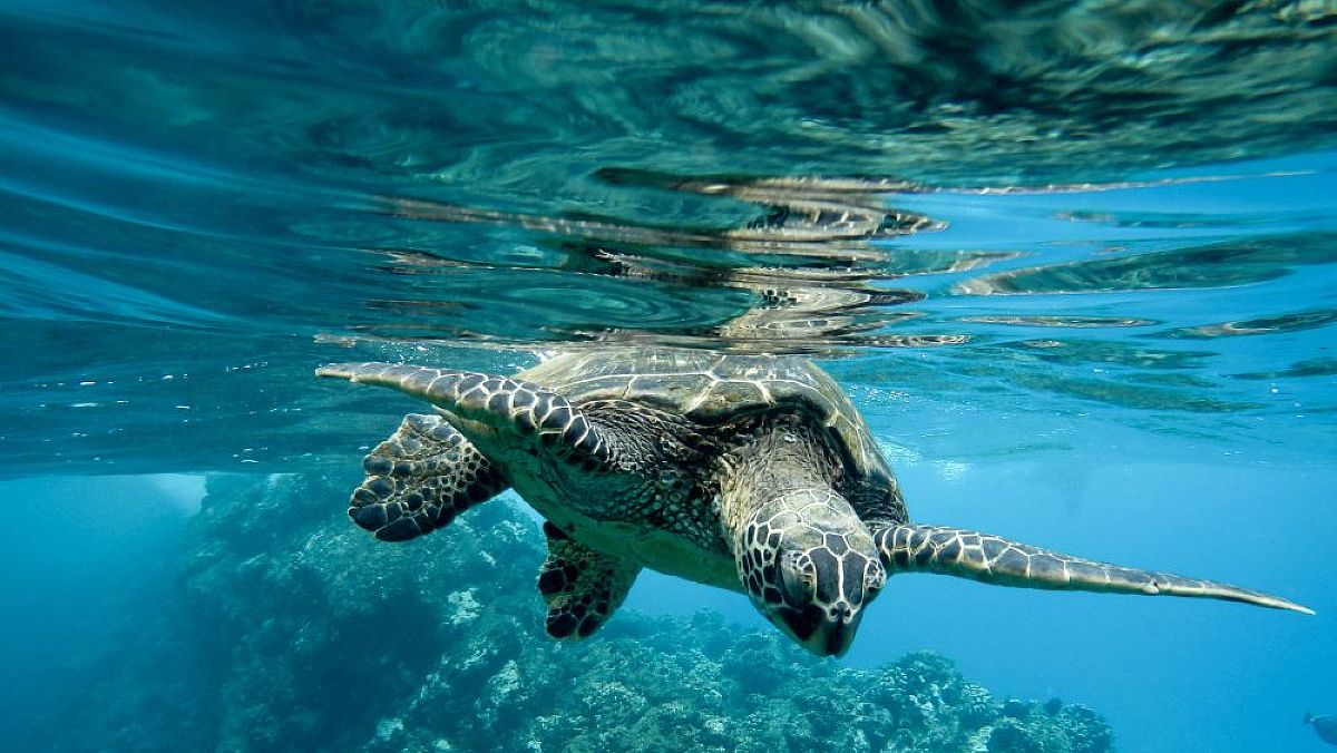 09042024 tartaruga caretta caretta 09042024 tartaruga caretta caretta