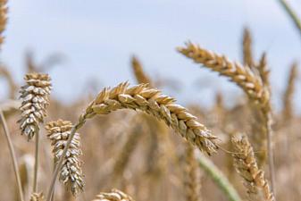 09042026 grano