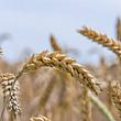 Economia foto - 09042026 grano