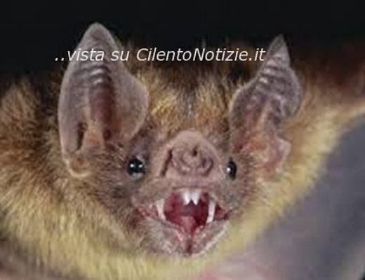 Paolo-Abbate foto - 09052014 pipistrello