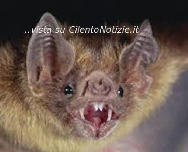 09052014 pipistrello