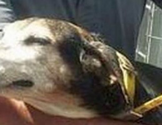 09062013 cagnetta gemma