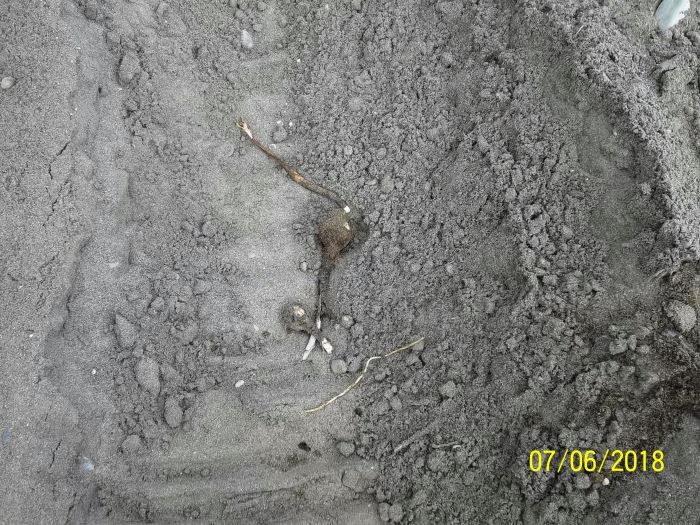 giglio di mare distrutto