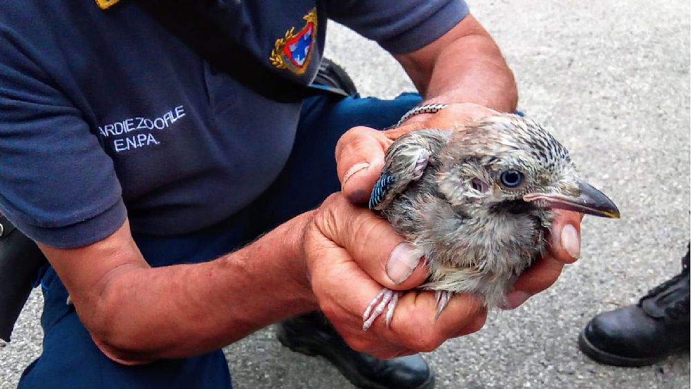 09062020 enpa fauna selvatica