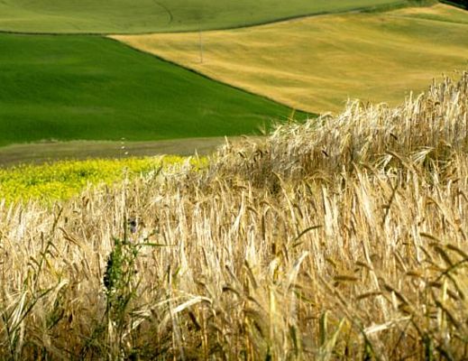 Giuseppe-Lembo foto - 09072013 6 0 Agricoltura