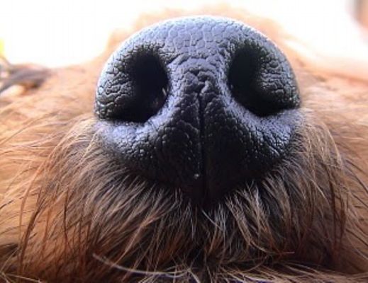 09072014 muso del cane