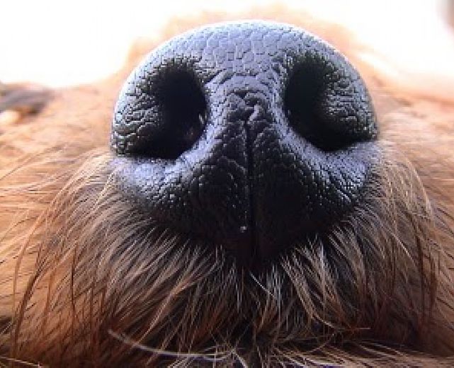 09072014 muso del cane