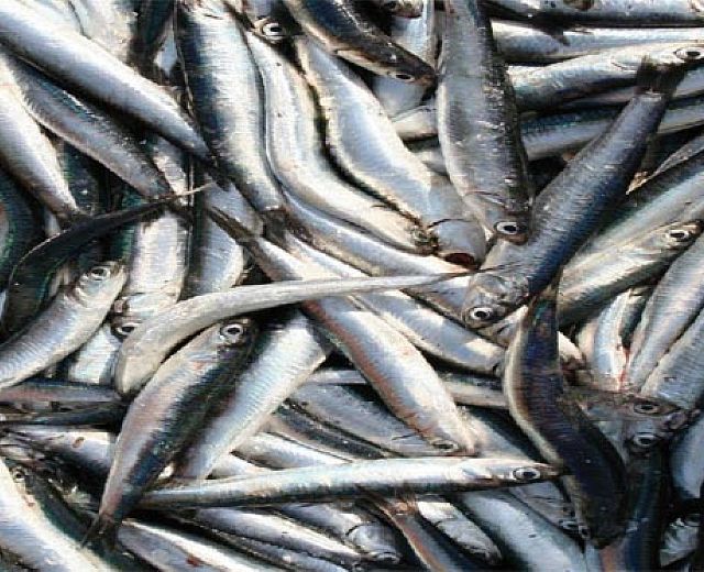 09082013 pesce azzurro