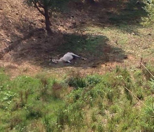 09082016 cavallo morto