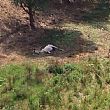 Agropoli Notizie foto - 09082016 cavallo morto