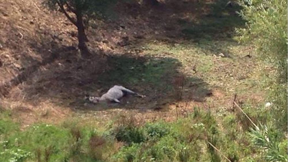 09082016 cavallo morto