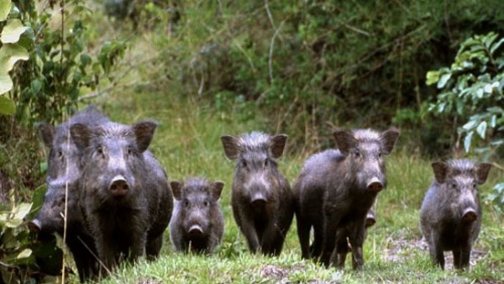 09082016 famiglia di cinghiali