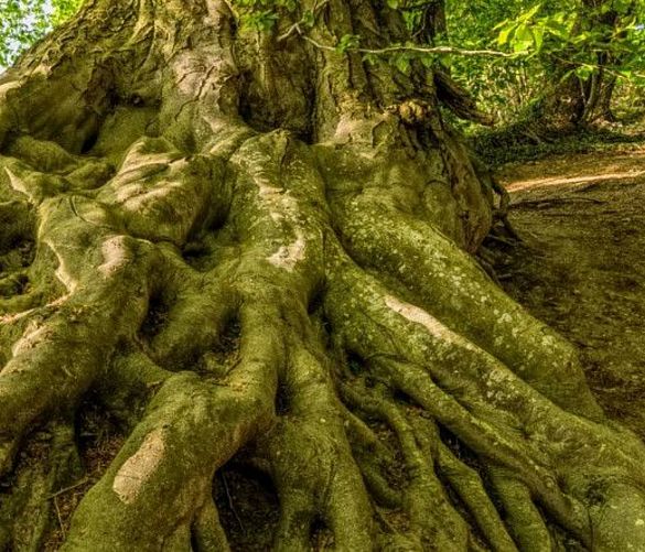 09082024 radici albero