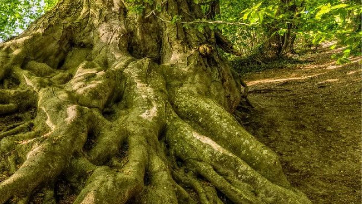 09082024 radici albero