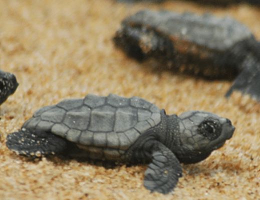 09092013 foto piccole tartarughe caretta caretta