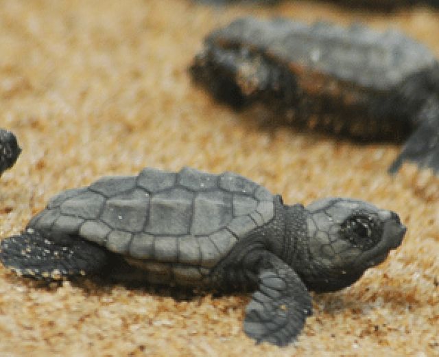 09092013 foto piccole tartarughe caretta caretta